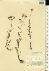 Tripleurospermum maritimum (L.) Koch, Eastern Europe, Northern region (E1) (Russia)