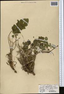 Semenovia dasycarpa (Regel & Schmalh.) Korovin ex Pimenov & V. N. Tikhom., Middle Asia, Western Tian Shan & Karatau (M3) (Kyrgyzstan)