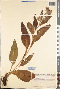 Symphytum officinale L., Eastern Europe, North Ukrainian region (E11) (Ukraine)