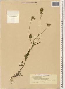 Lomelosia micrantha (Desf.) Greuter & Burdet, Caucasus, Black Sea Shore (from Novorossiysk to Adler) (K3) (Russia)