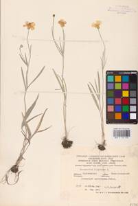 Ranunculus illyricus L., Eastern Europe, Central forest-and-steppe region (E6) (Russia)