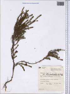 Empetrum hermaphroditum Hagerup, America (AMER) (Canada)