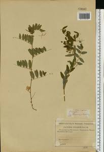 Vicia sepium L., Eastern Europe, Central region (E4) (Russia)