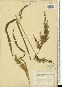Echinochloa crus-galli (L.) P.Beauv., Crimea (KRYM) (Russia)