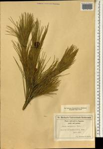 Pinus halepensis Mill., Africa (AFR) (Egypt)