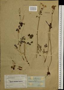 Thalictrum petaloideum L., Siberia, Baikal & Transbaikal region (S4) (Russia)