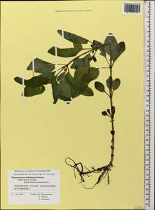 Lysimachia verticillaris Spreng., Caucasus, Black Sea Shore (from Novorossiysk to Adler) (K3) (Russia)