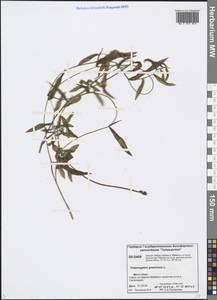 Potamogeton gramineus L., Siberia, Central Siberia (S3) (Russia)