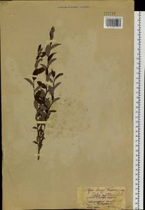 Salix myrtilloides L., Siberia, Russian Far East (S6) (Russia)