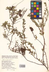 Spiraea hypericifolia L., Eastern Europe, Lower Volga region (E9) (Russia)