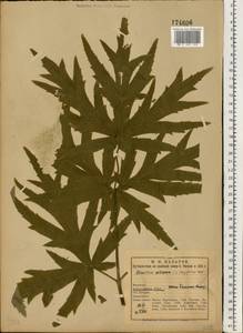Heracleum sphondylium subsp. sibiricum (L.) Simonk., Eastern Europe, Northern region (E1) (Russia)