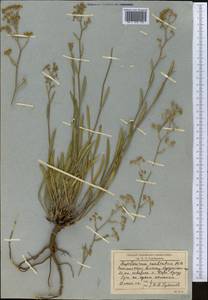 Bupleurum exaltatum M.Bieb., Middle Asia, Northern & Central Tian Shan (M4) (Kazakhstan)