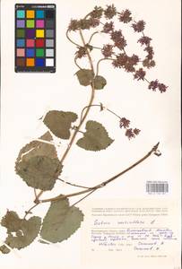 MHA 0 156 507, Salvia verticillata L., Eastern Europe, Lower Volga region (E9) (Russia)