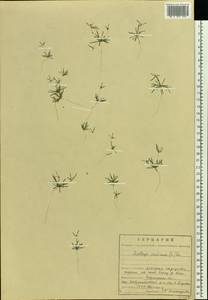 Hypertelis cerviana (L.) Thulin, Eastern Europe, Central forest-and-steppe region (E6) (Russia)