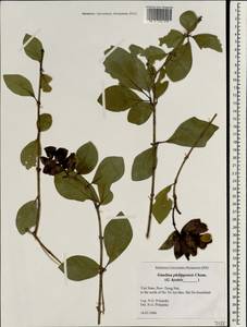 Gmelina philippensis Cham., South Asia, South Asia (Asia outside ex-Soviet states and Mongolia) (ASIA) (Vietnam)