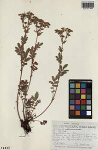 Potentilla tanacetifolia Willd. ex D. F. K. Schltdl., Siberia, Altai & Sayany Mountains (S2) (Russia)
