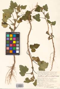 Xanthium orientale var. albinum (Widder) Adema & M. T. Jansen, Eastern Europe, Lower Volga region (E9) (Russia)
