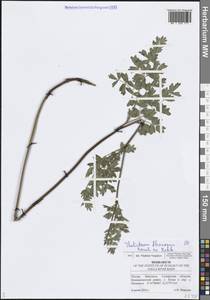 Thalictrum minus subsp. minus, Eastern Europe, Middle Volga region (E8) (Russia)