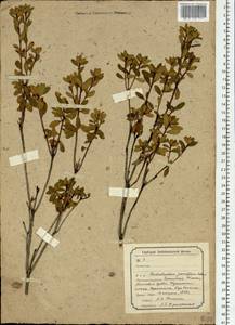 Rhododendron parvifolium Adams, Siberia, Baikal & Transbaikal region (S4) (Russia)