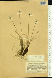 Eriophorum callitrix Cham. ex C.A.Mey., Siberia, Central Siberia (S3) (Russia)