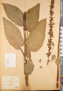 Verbascum nigrum L., Eastern Europe, Central region (E4) (Russia)