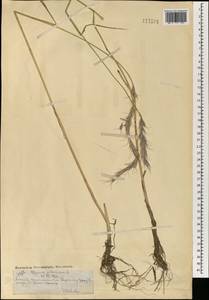 Elymus sibiricus L., Mongolia (MONG) (Mongolia)