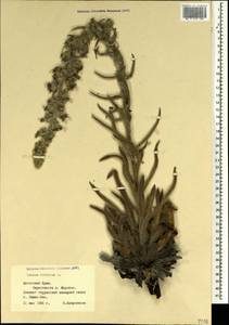 Echium italicum subsp. biebersteinii (Lacaita) Greuter & Burdet, Crimea (KRYM) (Russia)