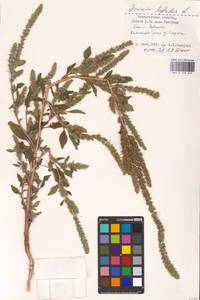 Amaranthus powellii S. Watson, Eastern Europe, West Ukrainian region (E13) (Ukraine)