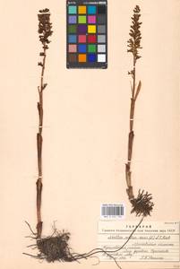 Neottia nidus-avis (L.) Rich., Eastern Europe, Moscow region (E4a) (Russia)