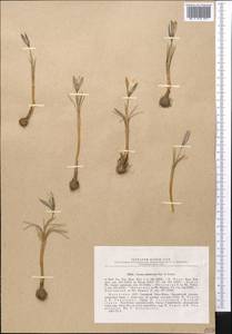 Crocus alatavicus Regel & Semen., Middle Asia, Northern & Central Tian Shan (M4) (Kazakhstan)