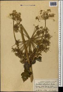 Heracleum antasiaticum Manden., Caucasus, Armenia (K5) (Armenia)