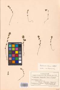 Euphrasia ×vernalis List, Eastern Europe, Moscow region (E4a) (Russia)