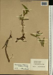 Chamaenerion latifolium (L.) Sweet, Siberia, Baikal & Transbaikal region (S4) (Russia)