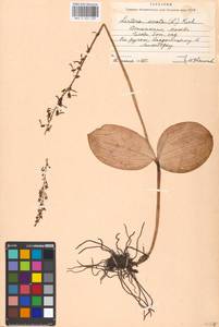 Neottia ovata (L.) Bluff & Fingerh., Eastern Europe, Moscow region (E4a) (Russia)