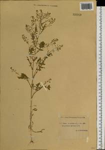 Rorippa palustris (L.) Besser, Siberia, Yakutia (S5) (Russia)