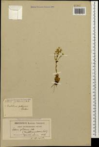 Prometheum pilosum (M. Bieb.) H. Ohba, Caucasus, North Ossetia, Ingushetia & Chechnya (K1c) (Russia)