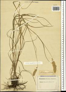 Melica transsilvanica Schur, Caucasus (no precise locality) (K0) (Not classified)