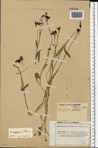Campanula stevenii subsp. wolgensis (P.A.Smirn.) Fed., Eastern Europe, Middle Volga region (E8) (Russia)