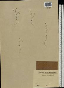 Linum catharticum L., Eastern Europe, Central forest region (E5) (Russia)