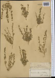 Pyankovia affinis (C. A. Mey. ex Schrenk) Mosyakin & Roalson, Middle Asia, Muyunkumy, Balkhash & Betpak-Dala (M9) (Kazakhstan)