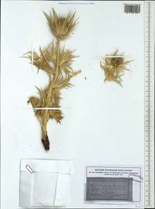 Eryngium spinalba Vill., Western Europe (EUR) (France)