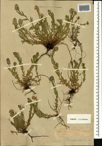 Polygala alpicola Rupr., Caucasus, Armenia (K5) (Armenia)