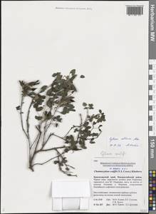 Chamaecytisus triflorus subsp. triflorus, Caucasus, Black Sea Shore (from Novorossiysk to Adler) (K3) (Russia)