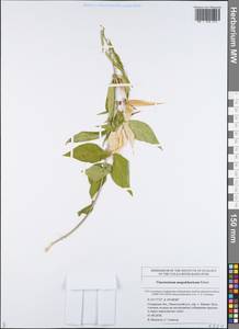 Vincetoxicum fuscatum subsp. fuscatum, Eastern Europe, Middle Volga region (E8) (Russia)