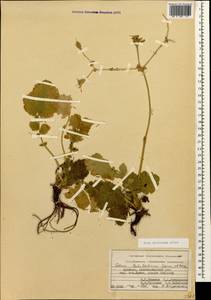 Geum speciosum Albov, Caucasus, Armenia (K5) (Armenia)