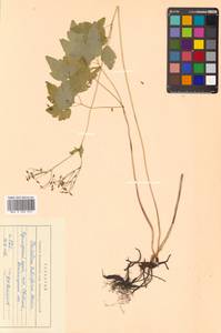 Thalictrum tuberiferum Maxim., Siberia, Russian Far East (S6) (Russia)