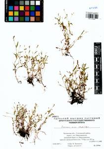 Persicaria minor (Huds.) Opiz, Siberia, Baikal & Transbaikal region (S4) (Russia)