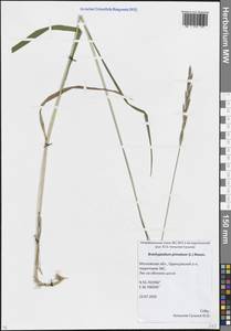 Brachypodium pinnatum (L.) P.Beauv., Eastern Europe, Moscow region (E4a) (Russia)