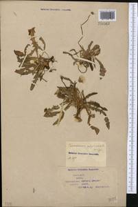 Taraxacum officinale Weber ex Wiggins, Middle Asia, Syr-Darian deserts & Kyzylkum (M7) (Kazakhstan)