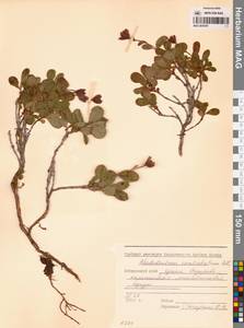 Rhododendron camtschaticum Pall., Siberia, Russian Far East (S6) (Russia)